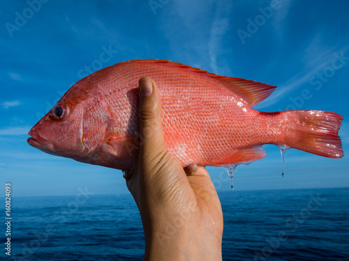 A left hand holding a big fresh red snapper with sea and blue sky background photo