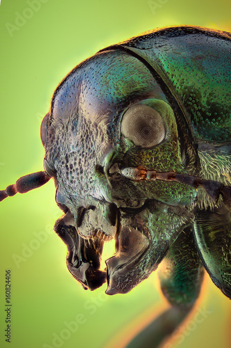Extreme magnification - Jewel Beetle