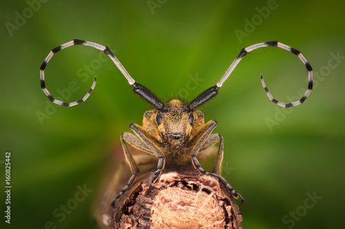 Extreme magnification - Grey Longhorn Beetle, Agapanthia villosoviridescens © constantincornel