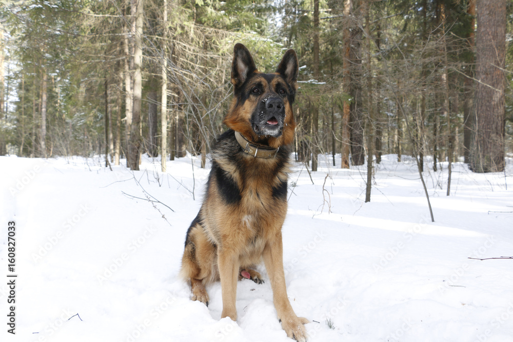 Dog german shepherd in the forest Dog german shepherd in the forest