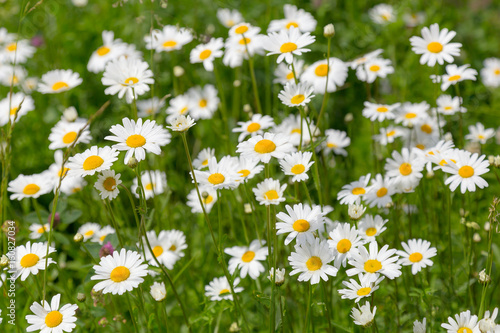 Beautiful bright chamomile flowers, white with yellow, summer landscape after the rain