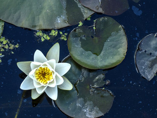 Acrylglasbilder Wasserlilien Blühende Seerosen im Sommerteich  © homohomozaza