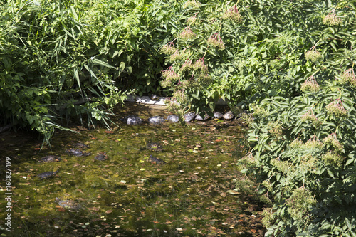 Turtles in Italy