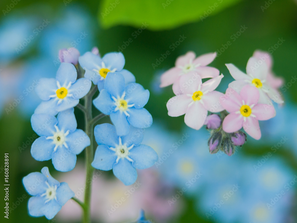 Flowers forget-me-nots blue and pink as a concept of boy and girl attitude of the sexes of love and harmonious relations in the family. Flowers forget-me-nots blue and pink as a concept of boy and girl attitude of the sexes of love and harmonious relations in the family.