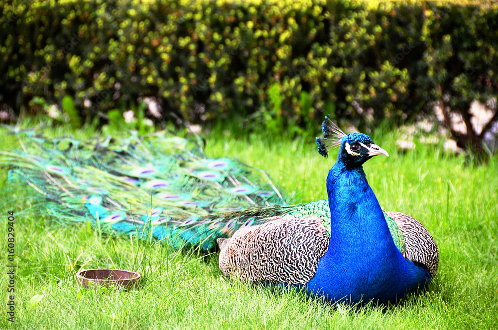 Obraz premium peacock