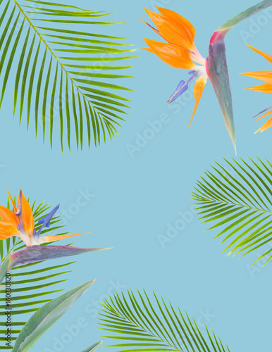 Fototapeta Naklejka Na Ścianę i Meble -  tropical flowers and leaves - frame of fresh strelizia bird of paradize flowers and exotic palm leaves on blue background