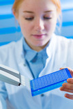 using a multi channel pipette for pcr  processing in microbiological laboratory
