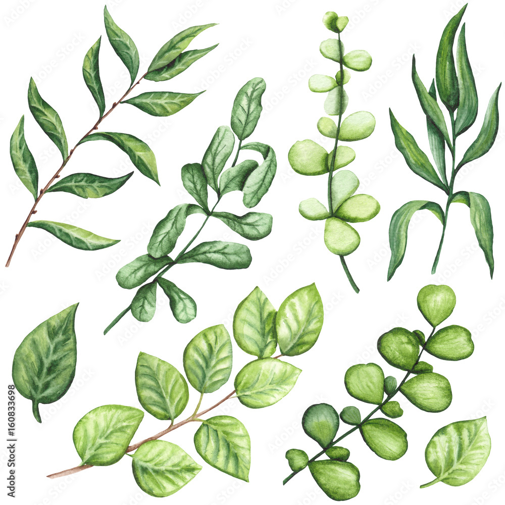 Naklejka premium Set of Watercolor Green Leaves and Tree Branches