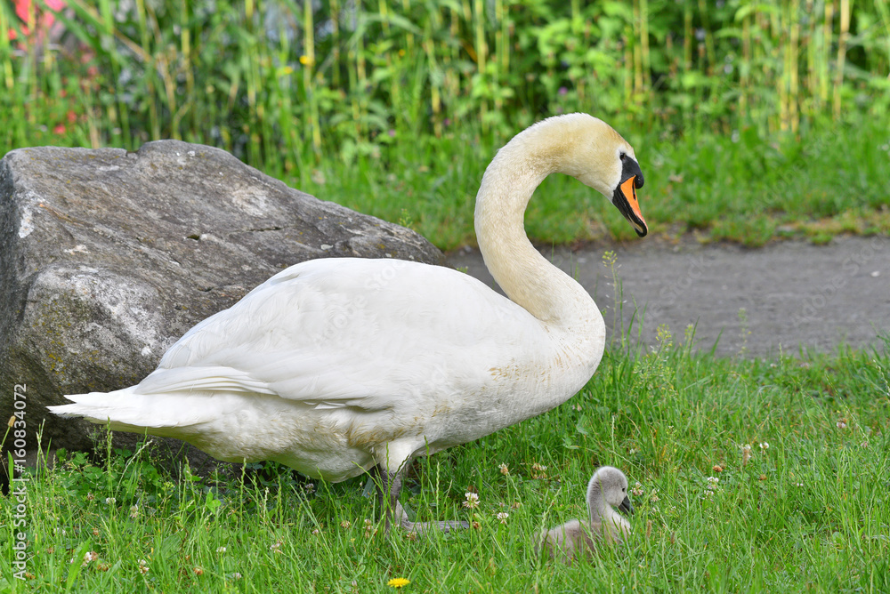 Cigno reale con il suo piccolo nascosto tra l'erba Cigno reale con il suo piccolo nascosto tra l'erba