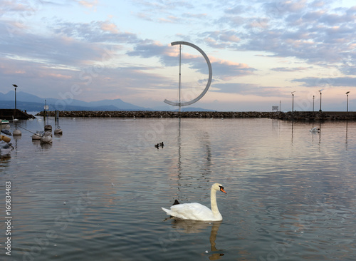Swan on Geneva Lake in Lausanne, Switzerland