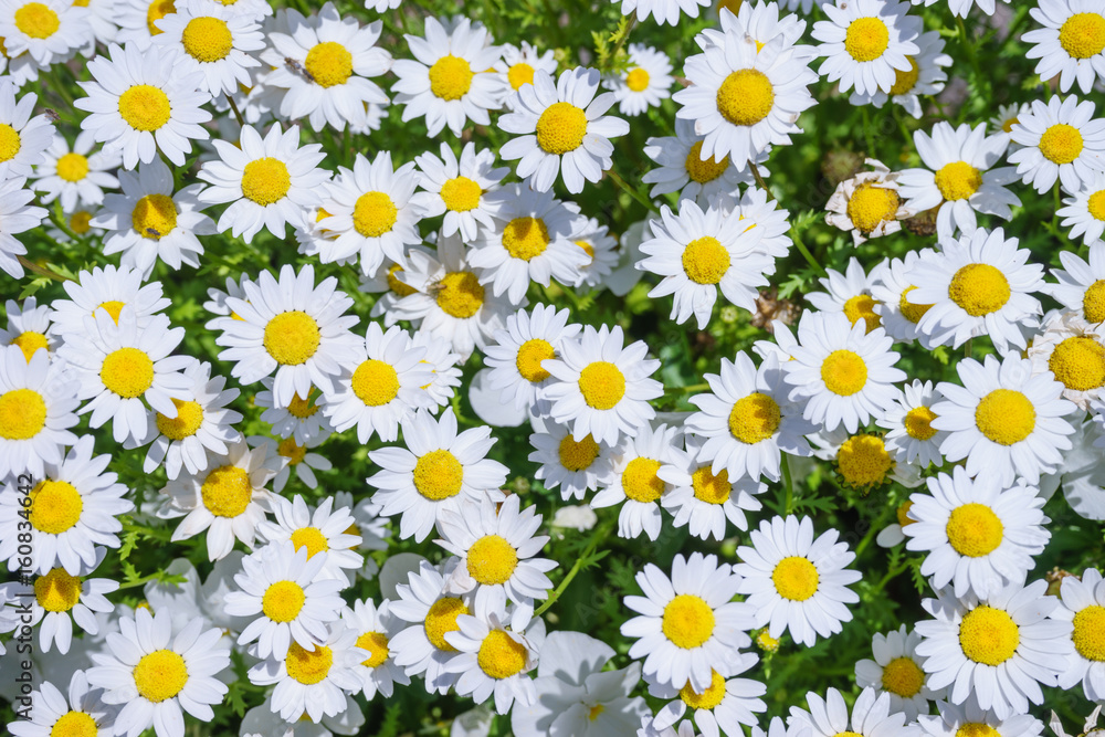 マーガレットの花 マーガレットの花