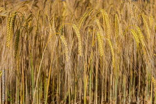 eared corn  field  background  wallpaper  desktop  nature  flora  essential  basic food  wheat  grain  cereals  rick