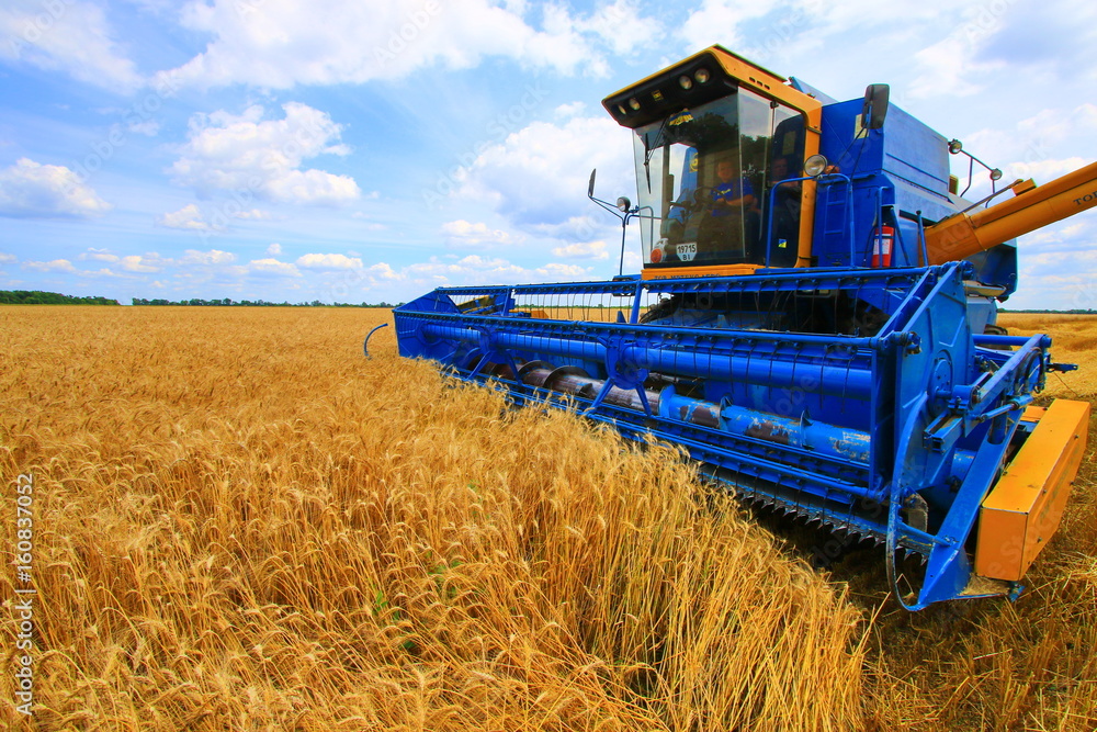 Fototapeta premium Agriculture farmer wheat harvest sunflower