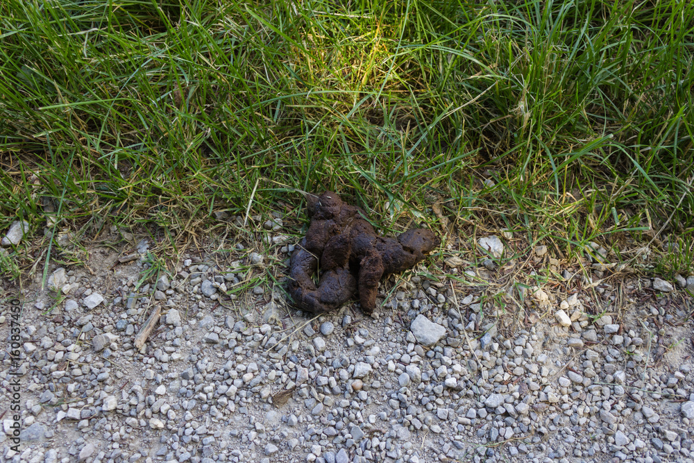 shit happens, dog dirt, dog excrement, not allowed on street, shit happens, dog dirt, dog excrement, not allowed on street,