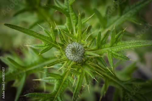 spiky thistle, flora, nature, green, green wallpaper, green background, plant, tough plant, stabbing