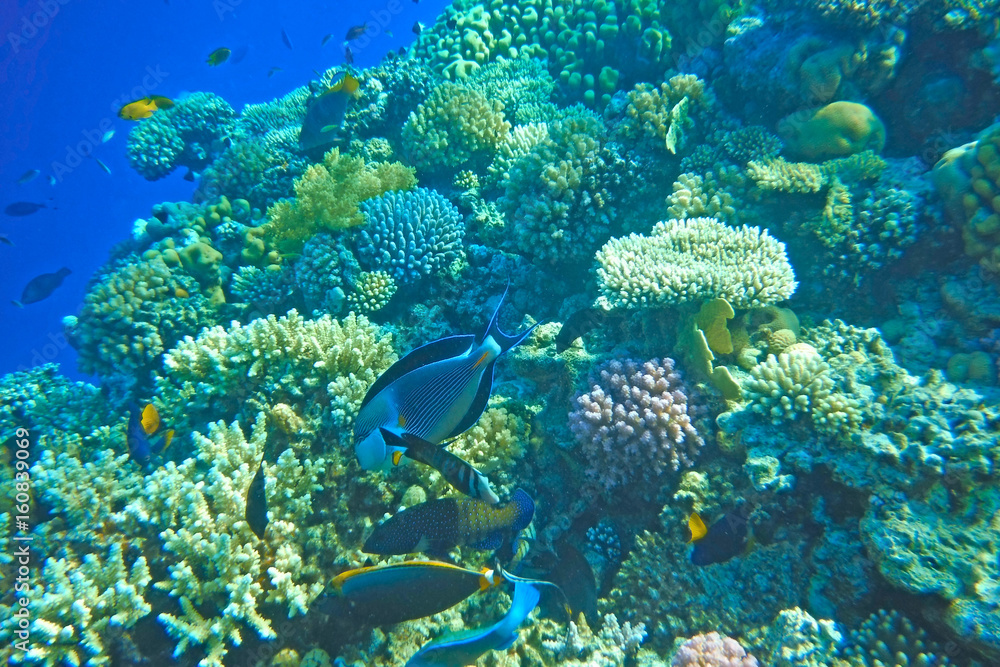 Fototapeta premium Multicolored fish swim over the coral reef.