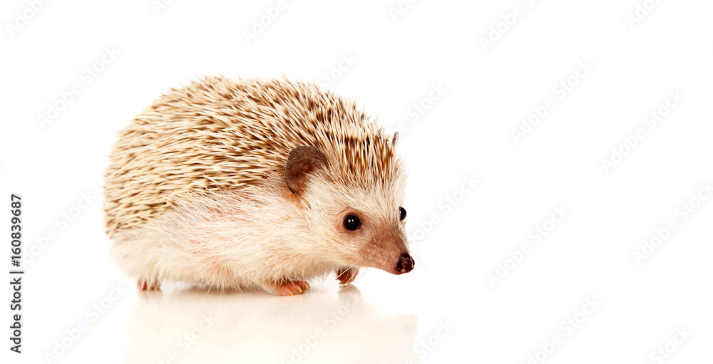 Obraz premium Nice pet. Brown hedgehog