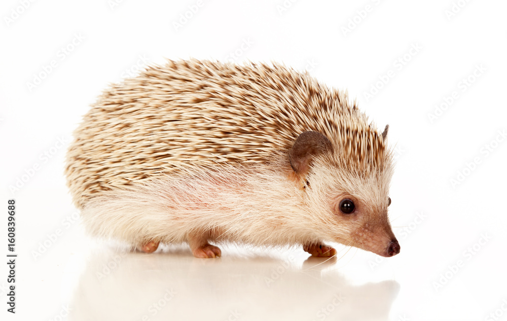 Obraz premium Nice pet. Brown hedgehog