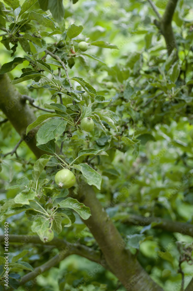 pommier pommes