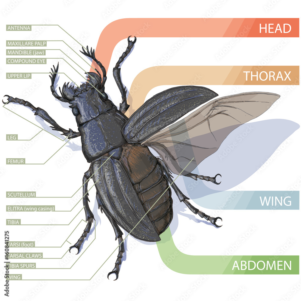 The diagram of the beetle. Tutorial. Realistic vector illustration