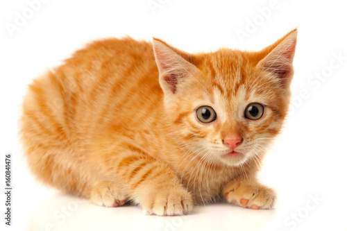 Beautiful small red cat looking at camera