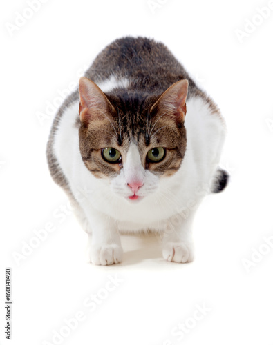 Fotografía Beautiful adult cat crouching