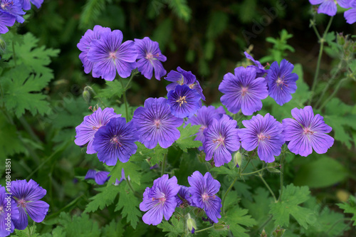 Geranium / cranesbills