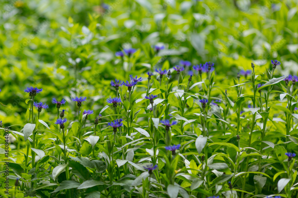 Centaurea cyanus. Field flowers with blue petals&Purple flowers Cornflowers Centaurea cyanus. Field flowers with blue petals&Purple flowers Cornflowers