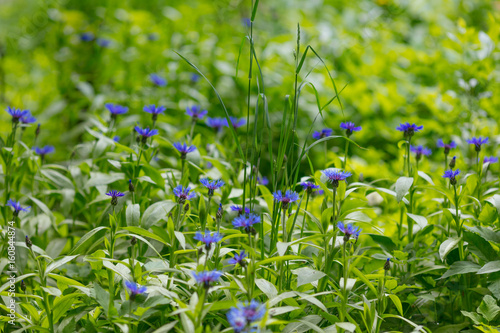 Centaurea cyanus. Field flowers with blue petals Purple flowers Cornflowers