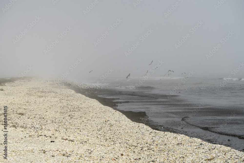 Obraz premium Seagulls contemplating a flight, in a spring foggy day, at seaside, in Gura Portitei, Romania