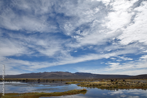 Lac de l'altiplano andin au Pérou