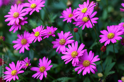 Rich flowering purple daisies