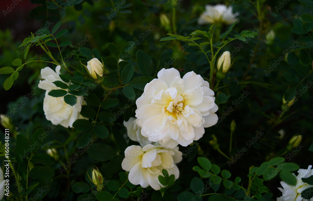 A bush of white dog rose in the garden. A bush of white dog rose in the garden.