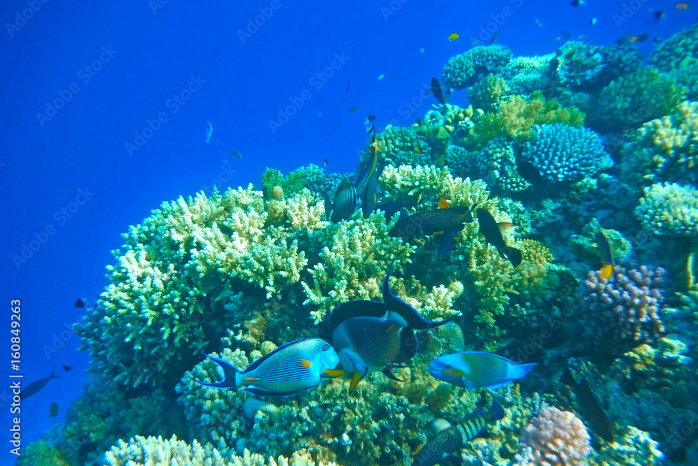 Fototapeta premium Multicolored fish swim over the coral reef.