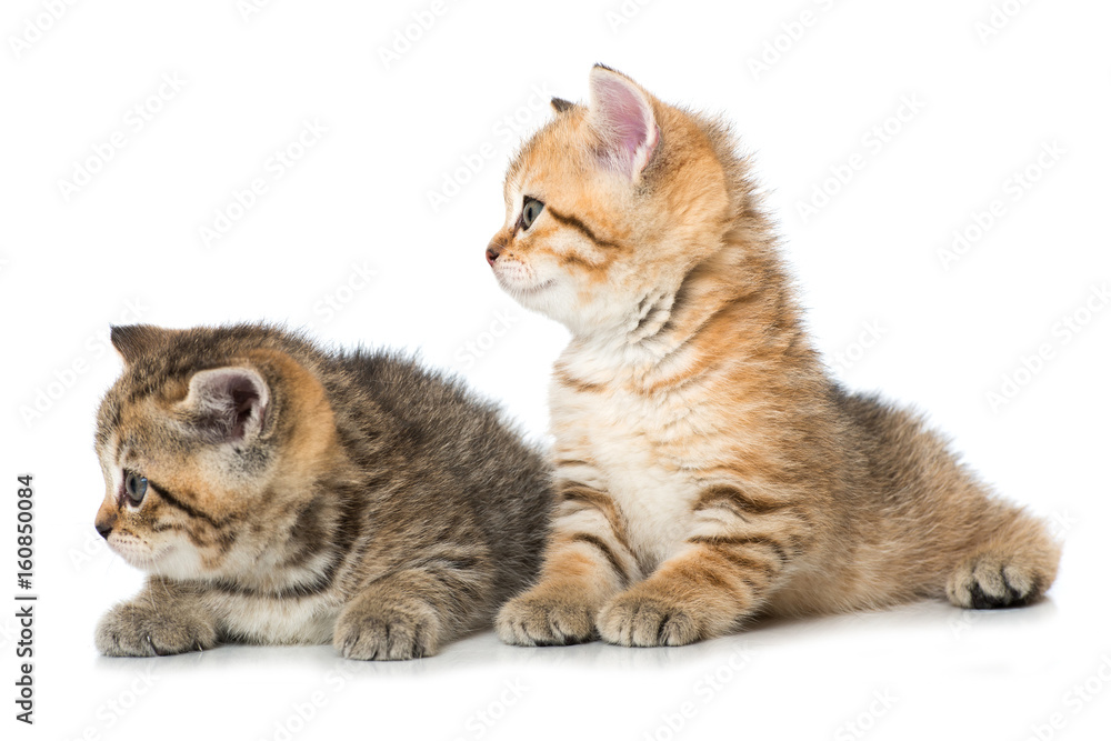 Obraz premium Zwei neugierige Kätzchen