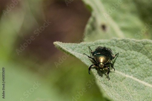 beetle Golden bronze © korvit