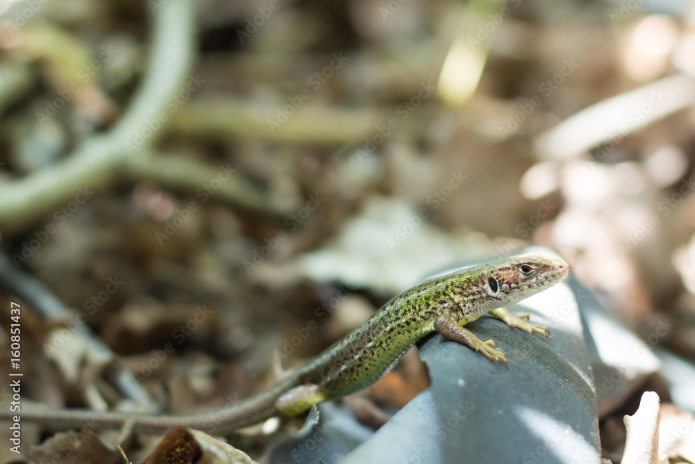Fototapeta premium Green forest lizard sitting on the ground. Wild lizard green