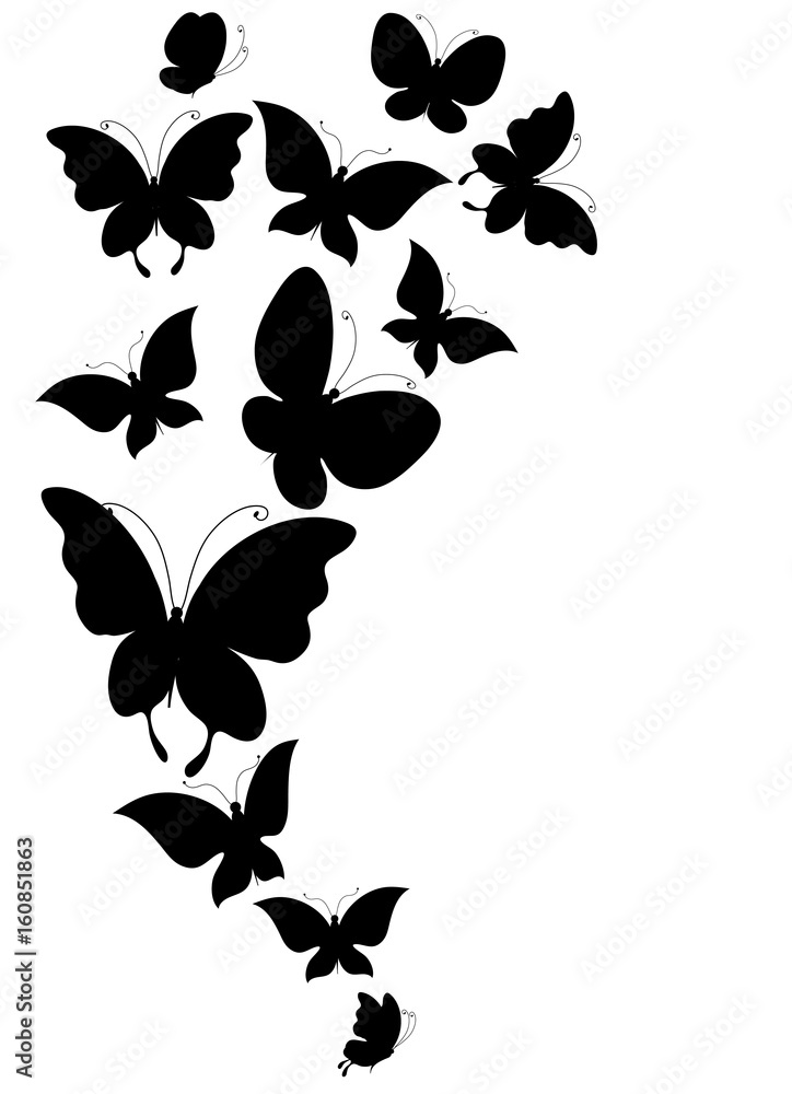 Obraz premium black butterfly, isolated on a white
