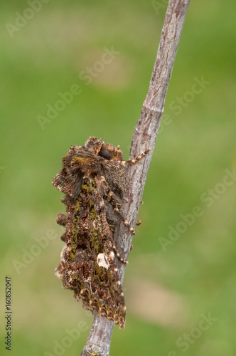 Close up of valeria oleagina moth on branch photo