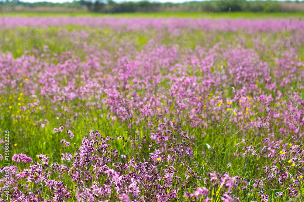 Blooming sticky catchflies (Silene viscaria) in the green summer meadow