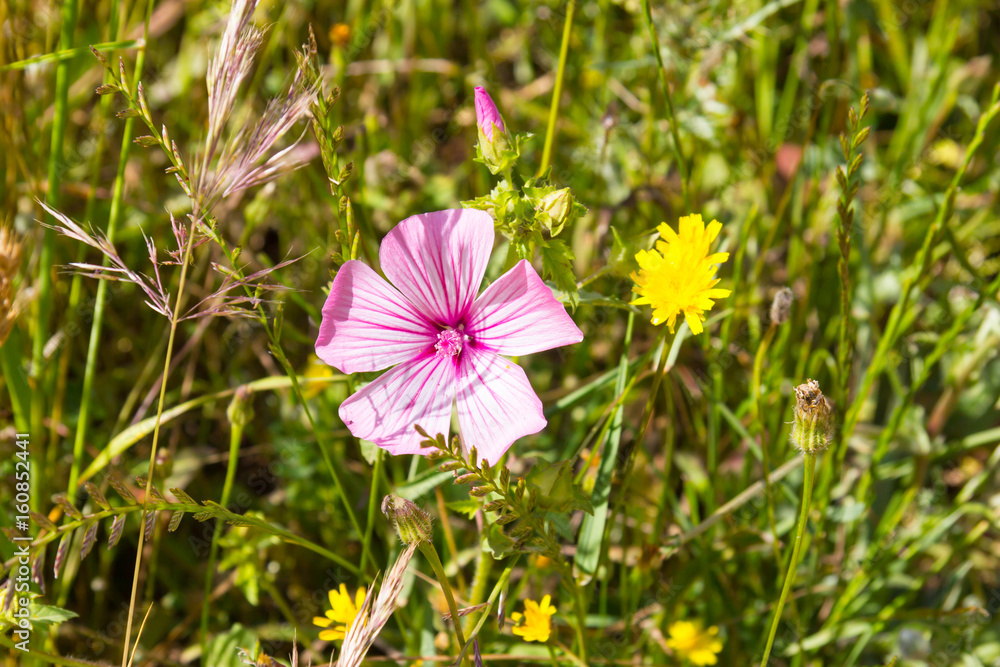 Wild flowers in the trail in Santiago do Cacem Wild flowers in the trail in Santiago do Cacem
