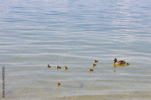 mother-duck and ducklings float in the lake, Ammer lake Germany © Adamchuk