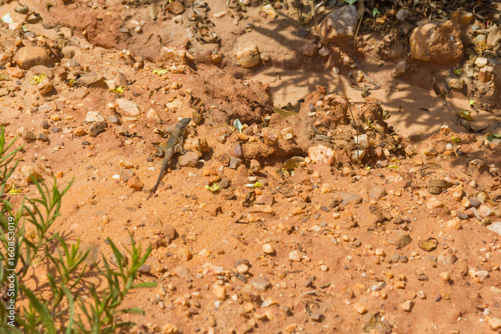 Lizard in the trail in Santiago do Cacem Lizard in the trail in Santiago do Cacem