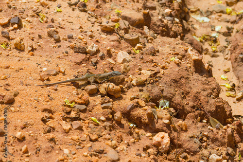 Lizard in the trail in Santiago do Cacem
