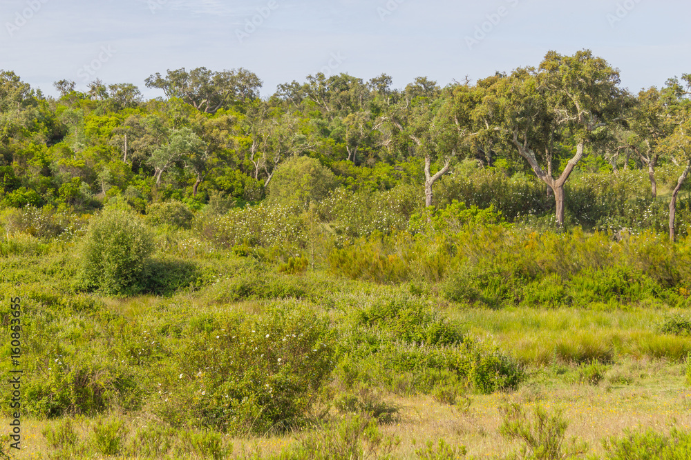 Trail with Cork tree forest and Esteva flowers in Vale Seco, Santiago do Cacem