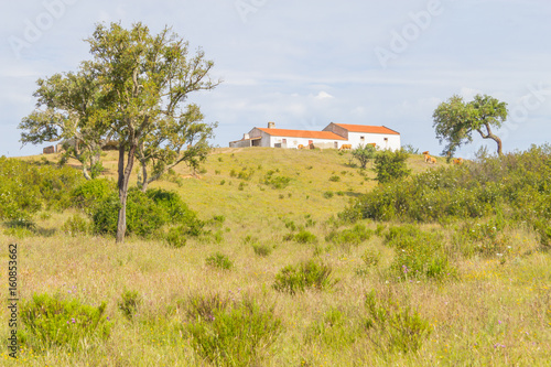 Farm house with cow, Cork tree forest and Esteva flowers in Vale Seco, Santiago do Cacem photo