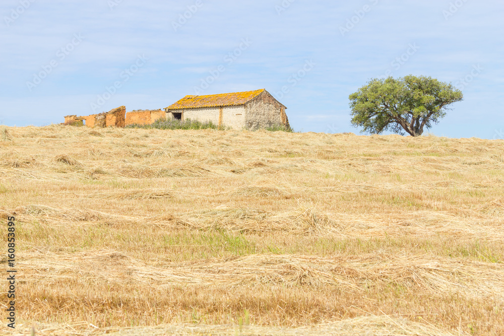 Wheat plantation farm and cork trees in Vale Seco, Santiago do Cacem Wheat plantation farm and cork trees in Vale Seco, Santiago do Cacem