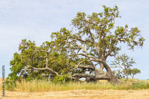 Cork trees in a Wheat plantation  in Vale Seco, Santiago do Cacem photo