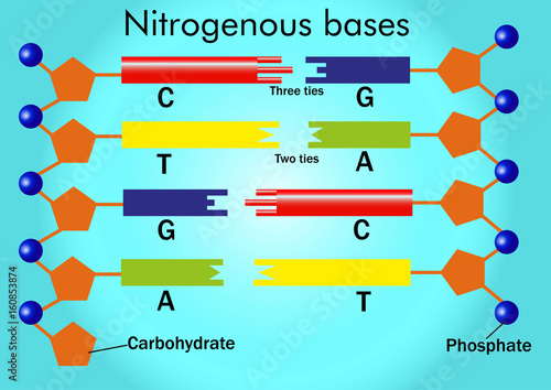 Nitrogenous bases (adenine, uracil, guanine, thymine, and cytosine) 