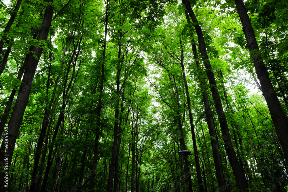 Nature Nature